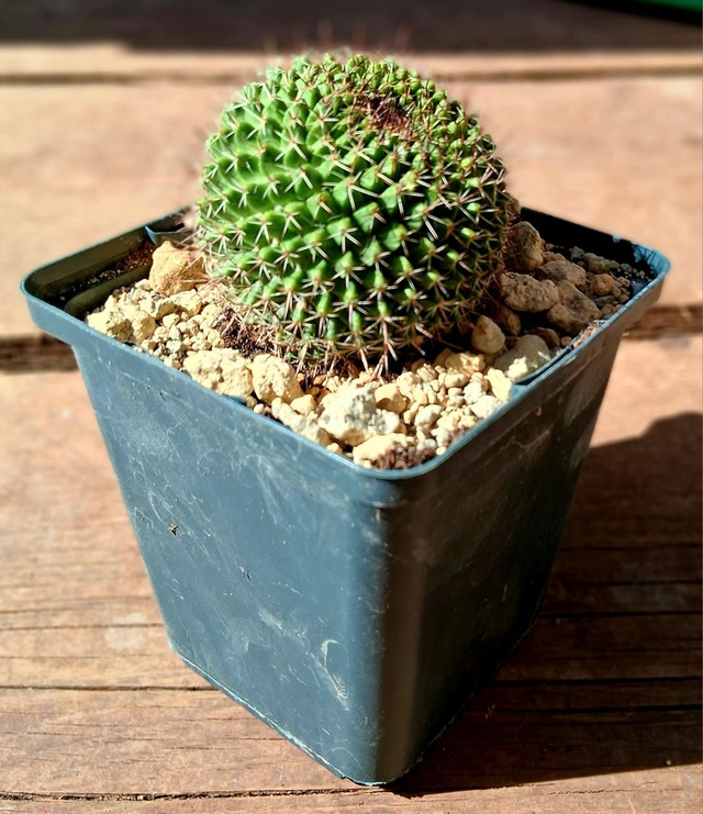 D187 . Mammillaria carnea, vaso 10x10