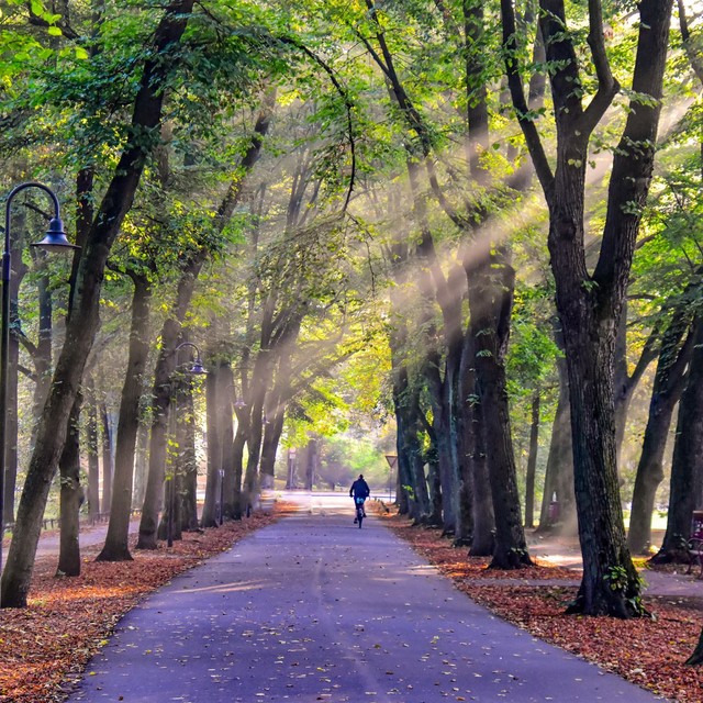 Sonnenstrahlen auf der Promenade