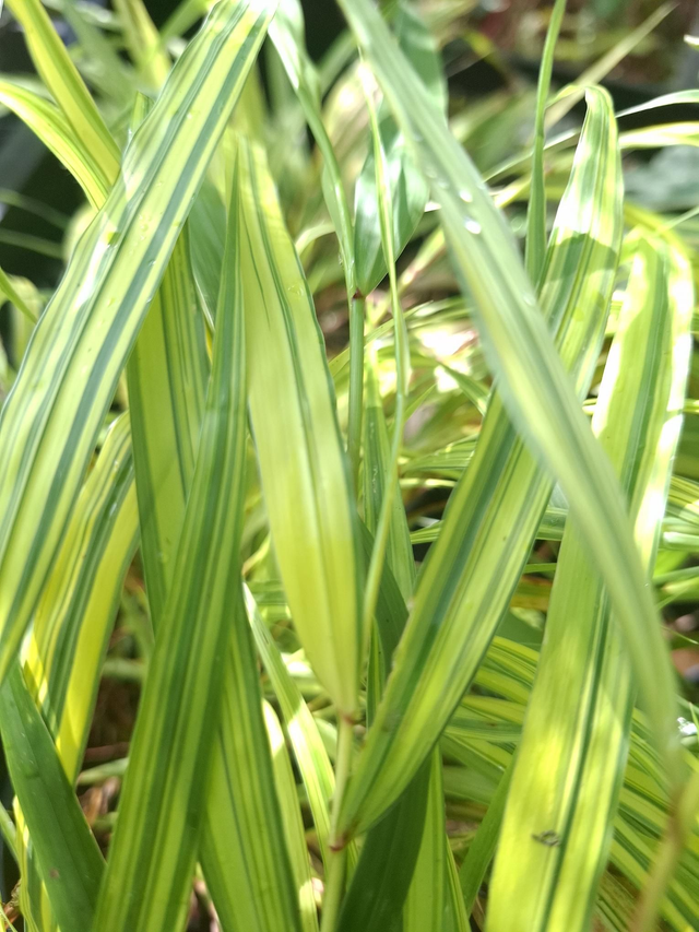 Hakonechloa macra. &#039;Sunny Delight&#039; 1 litre 