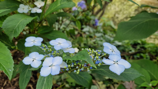 Offrir son nom à une plante remarquable