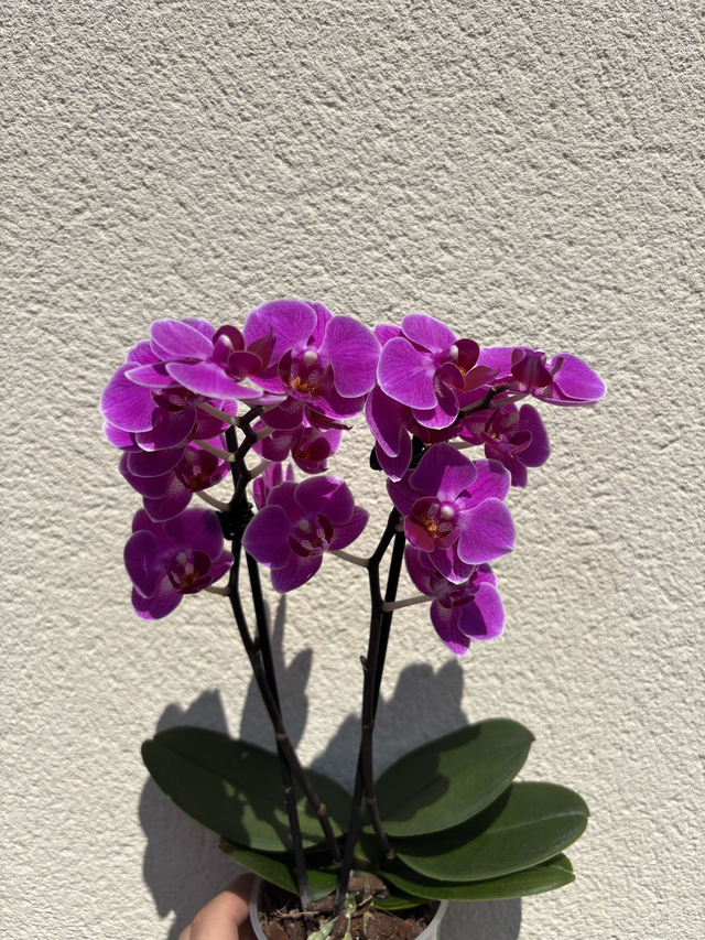 Phalaenopsis Big Chili