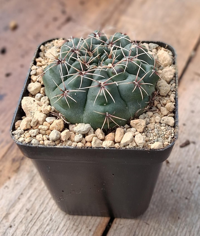 D163 . Gymnocalycium Baldianum vaso 7x7
