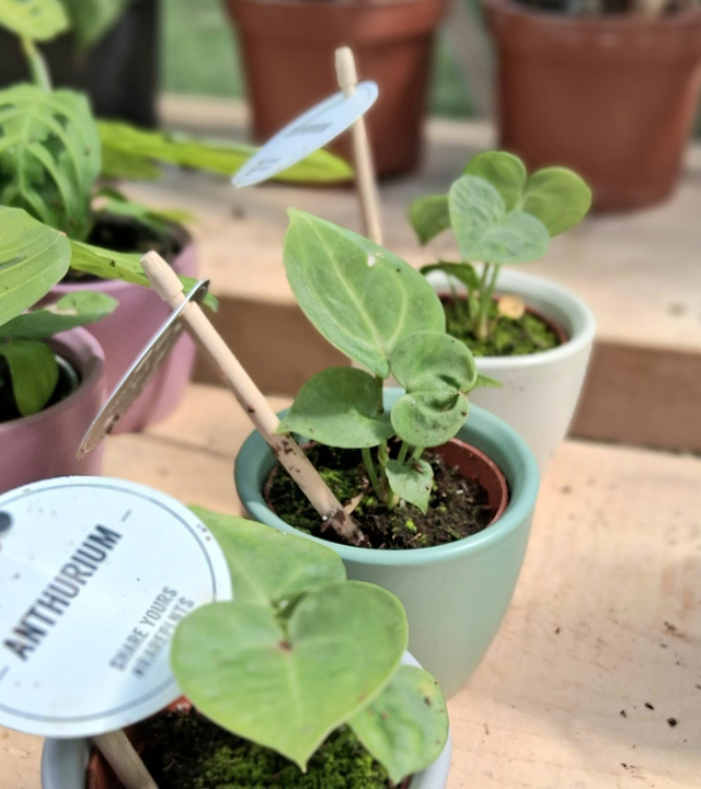 C22 . Anthurium crystallinum in mini cachpot