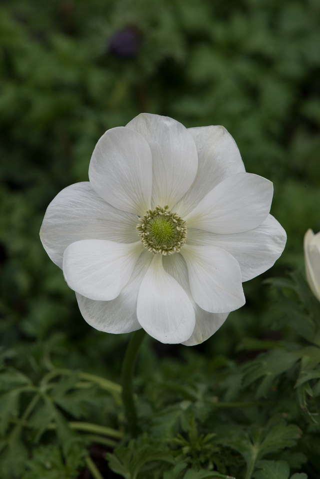 Anemone coronaria Harmony Double White 1L