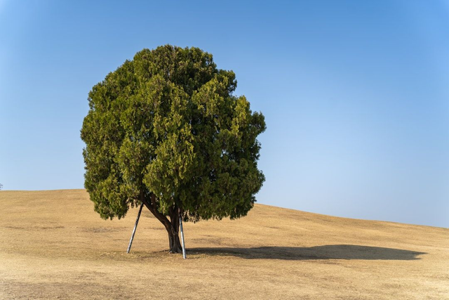 Family Legacy Gifts: Split Payment 80e now &amp; 70e on Feb 2.2026