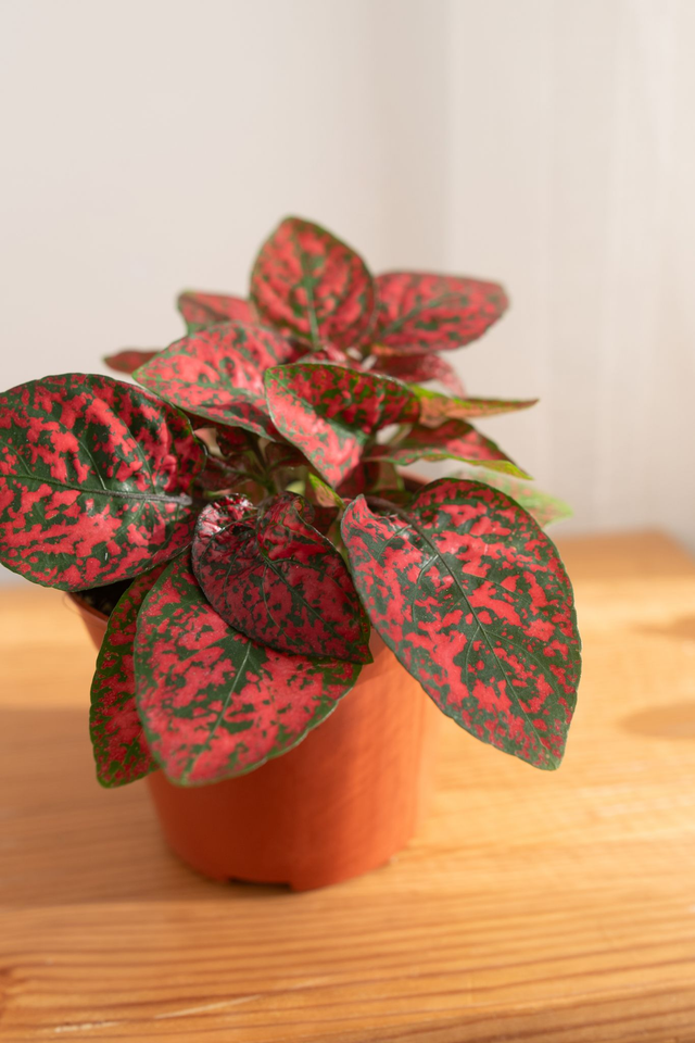 Hypoestes Phyllostachys Red 🌿