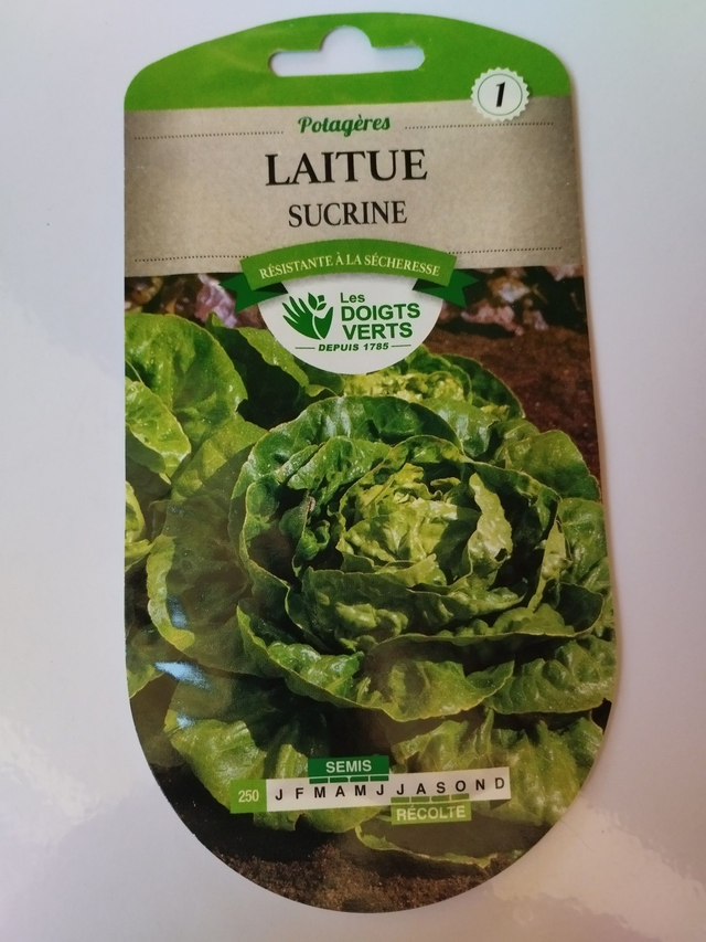 Laitue Sucrine