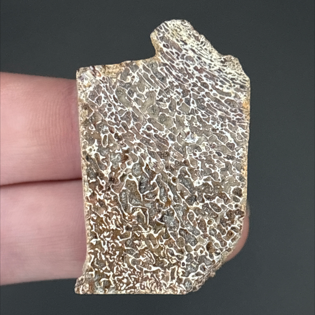 Atlasaurus Bone Fragment 