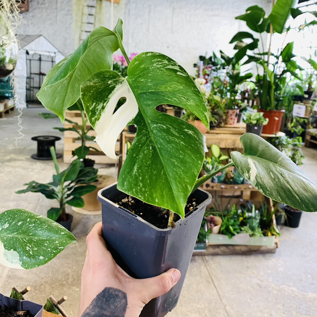 Monstera Deliciosa Variegata 