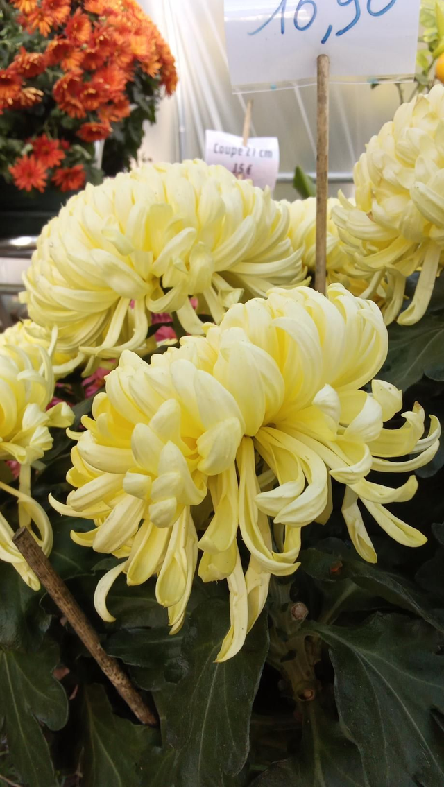 Chrysanthème grosse fleurs 3,5L 8/14 fleurs