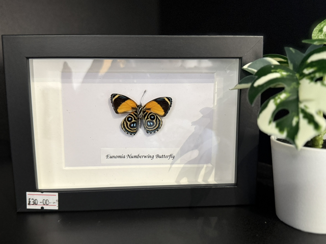 Eunomia Numberwing Butterfly