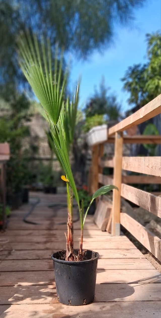 H16 . Palma Washingtonia, vaso 24