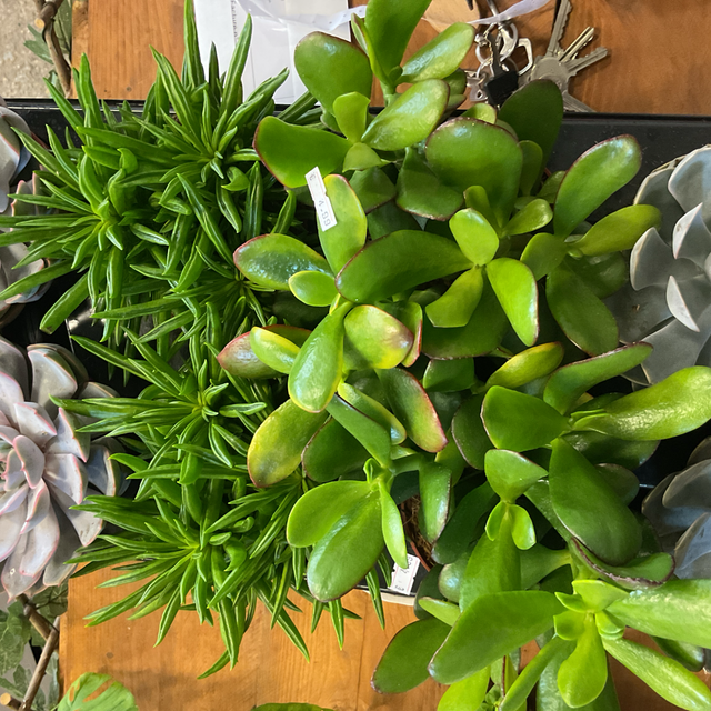 Succulente Gem 5 Srt