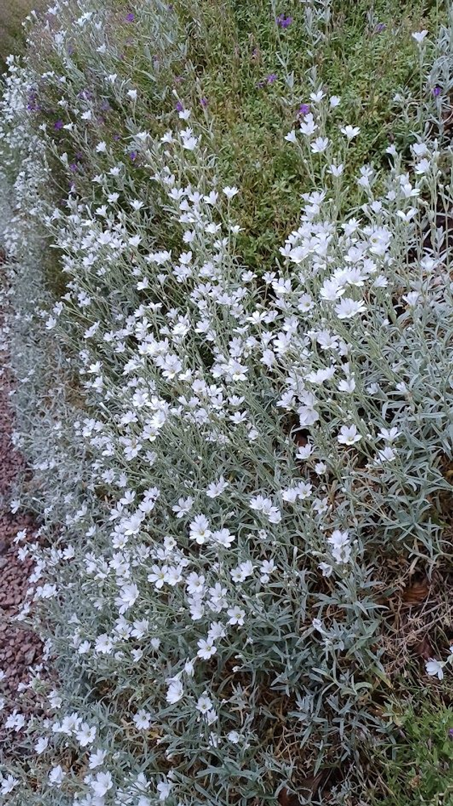 Cerastium tomentosum