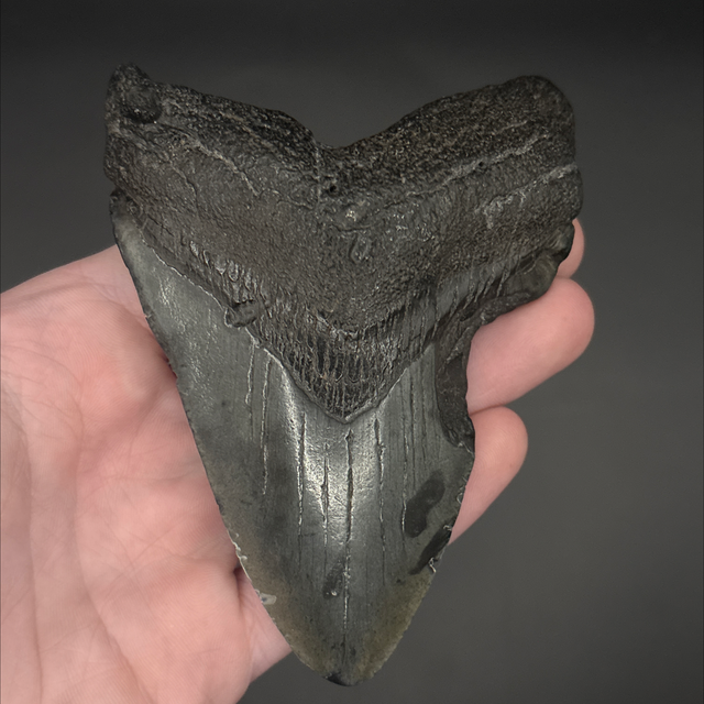 Megalodon Tooth 