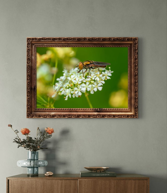 Macro Photography - Hover Fly - Print Only