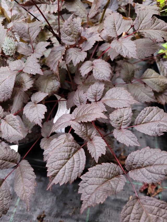 Astilbe &#039;Chocolate Shogun&#039; P9