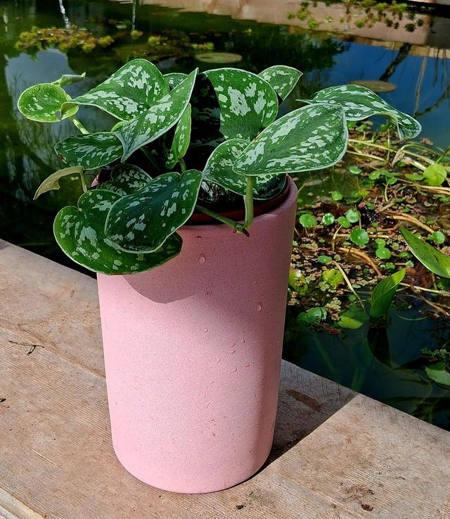 C101 . Scindapsus pictus in "NOEMI cachpot"