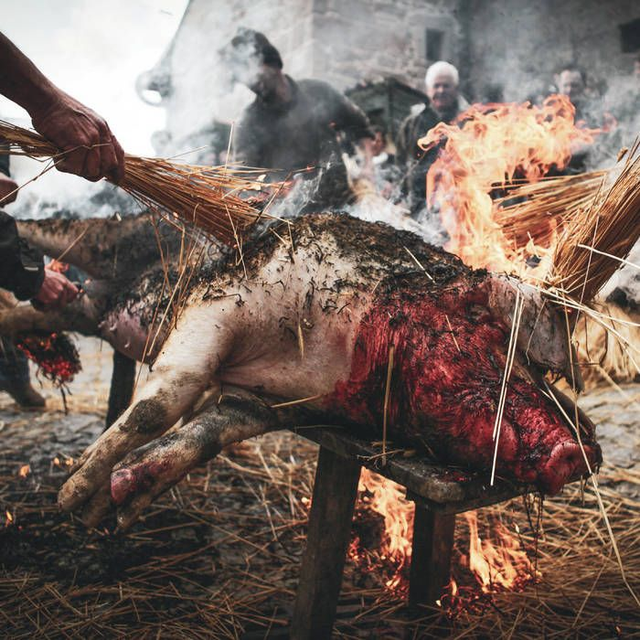 HOLOCAUSTO CANIBAL : Crueza Ferina (2022)