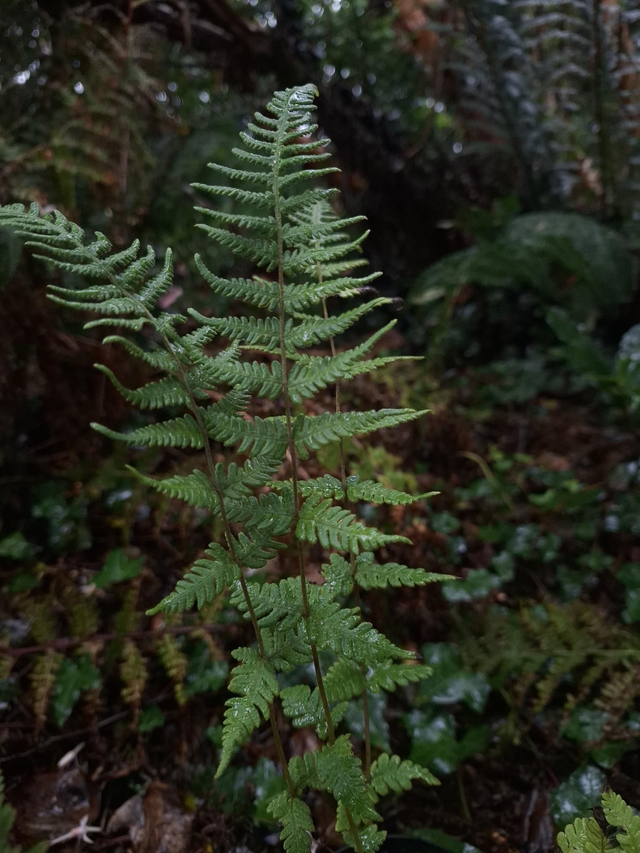 Pseudophegopteris levingei 1 litre 