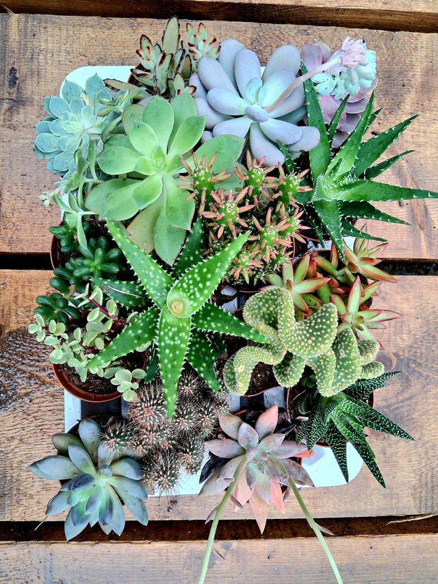 D44 . Mix di piante succulente