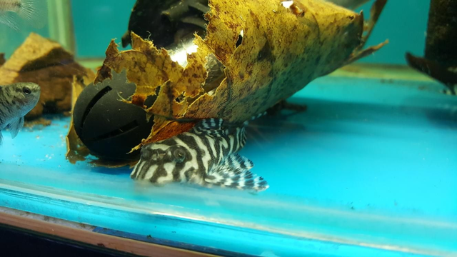L236 Zebra pleco 
