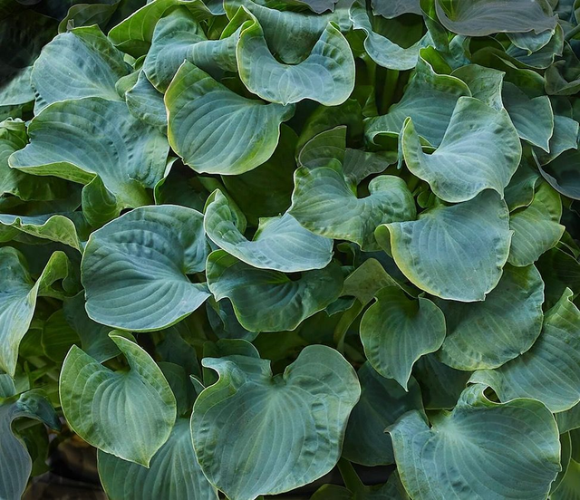 Hosta 'Ruffled Mouse Ears' bare root