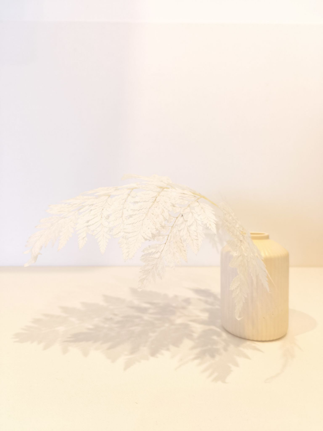 Fougère cuir stabilisée – Feuille texturée et souple pour compositions florales élégantes et durables