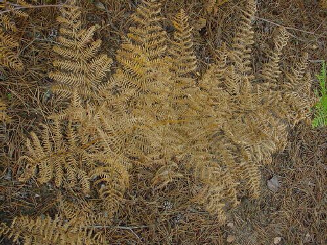 Pteridium aquilinum- Bracken plug plant 