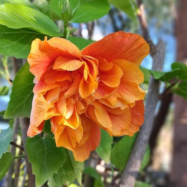 HY05 . Hybiscus rosa-sinensis fiore doppio giallo-arancio in vaso 20