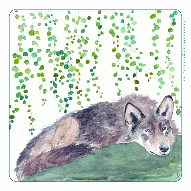 Carte postale loup allongé