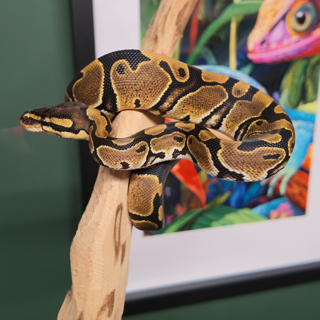 CB26 Classic Het 50% Clown Female