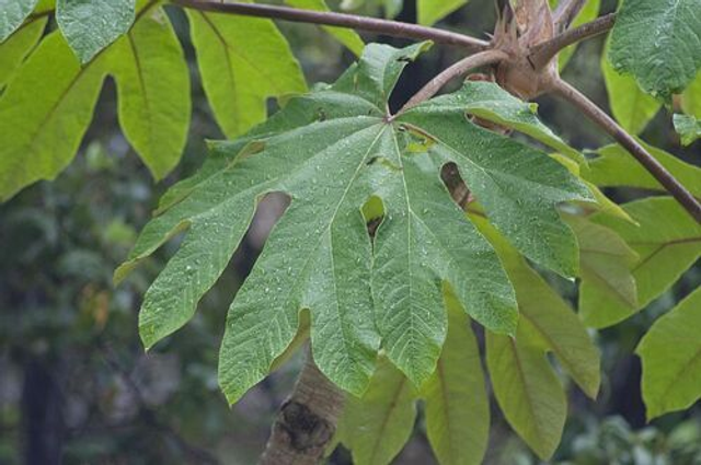 Tetrapanax papyrifer 'Rex' 11cm