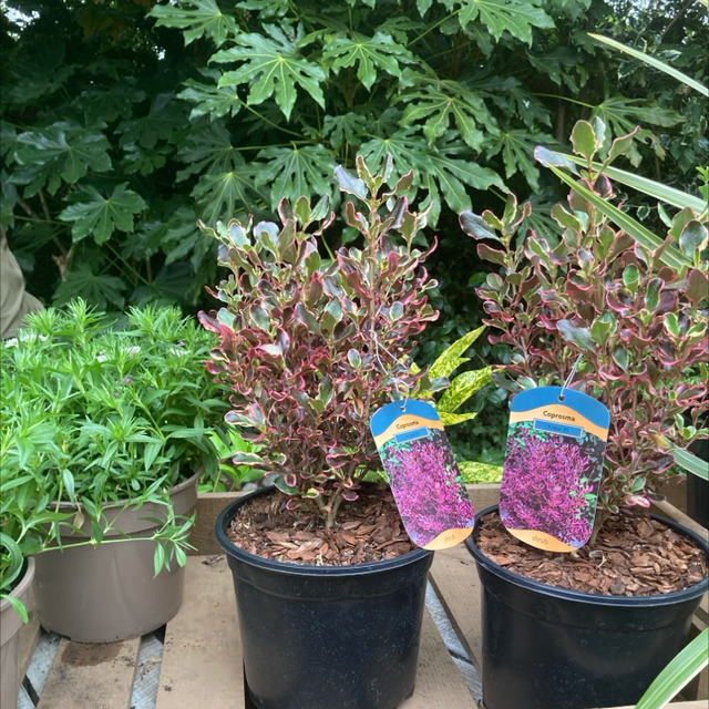 Coprosma Eclipse (store collection only at checkout)