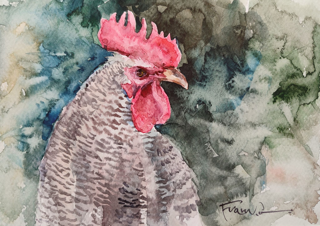 Kogut, 24x30 (15x21 w świetle passe-partout) akwarela