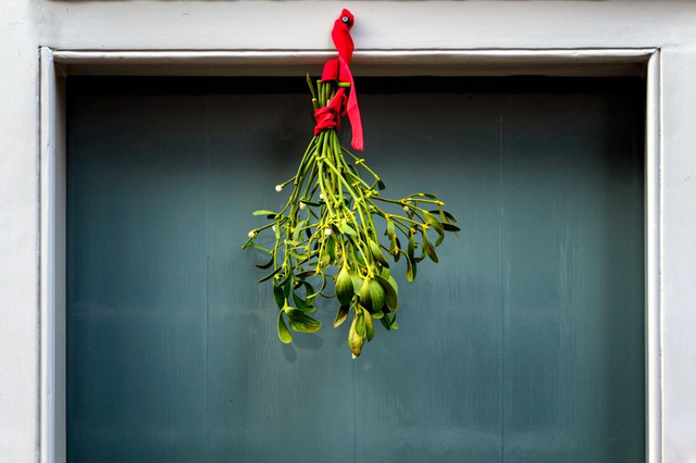  Fresh Christmas Mistletoe