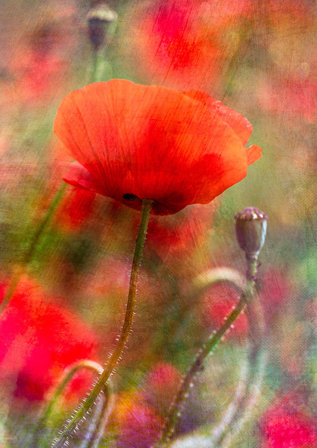 Remembrance Poppy