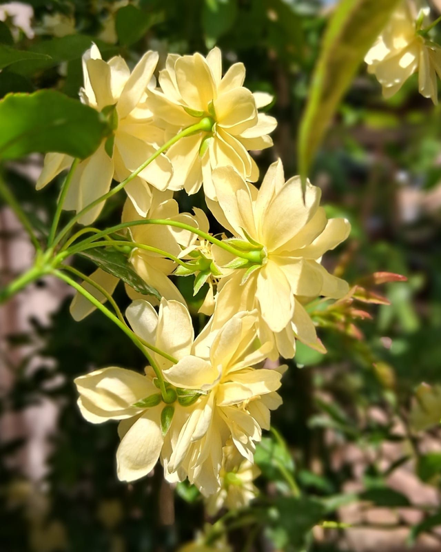Q02 . Rosa banksiae Lutea