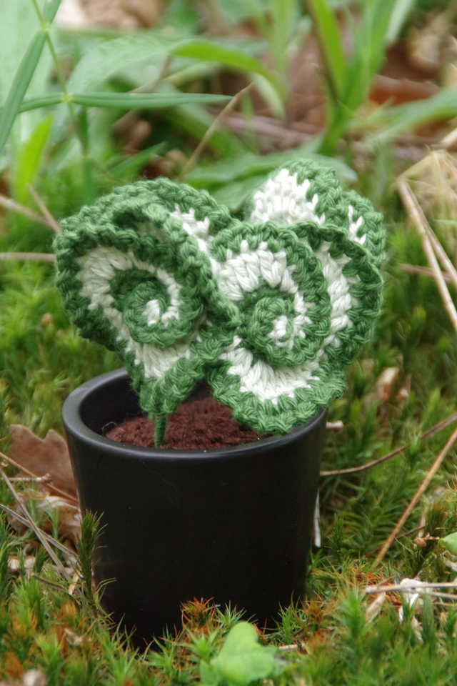 Plante Begonia escargot
