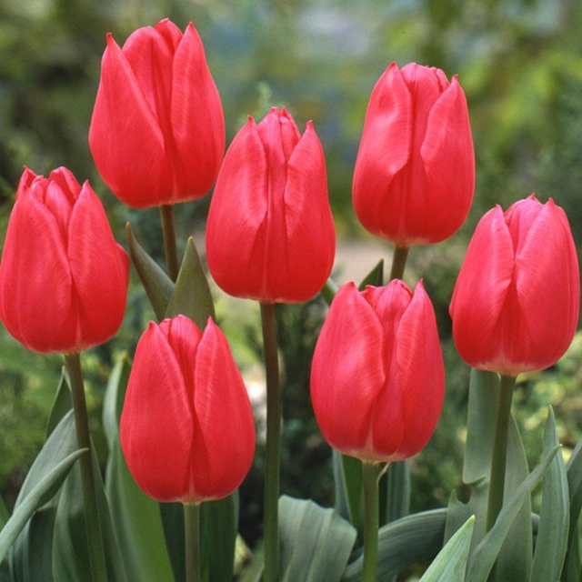 Tulipe Christmas Marvel – Bulbes à fleurs