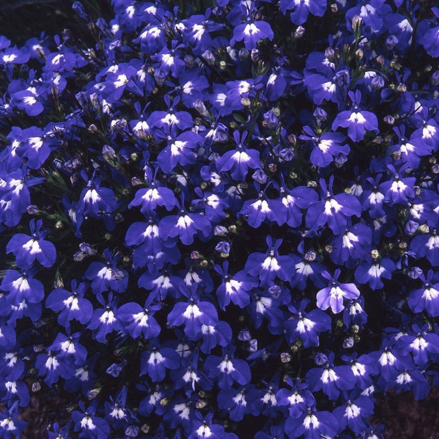 Lobelia Blue Trailing - Fountain Dark Blue [9]