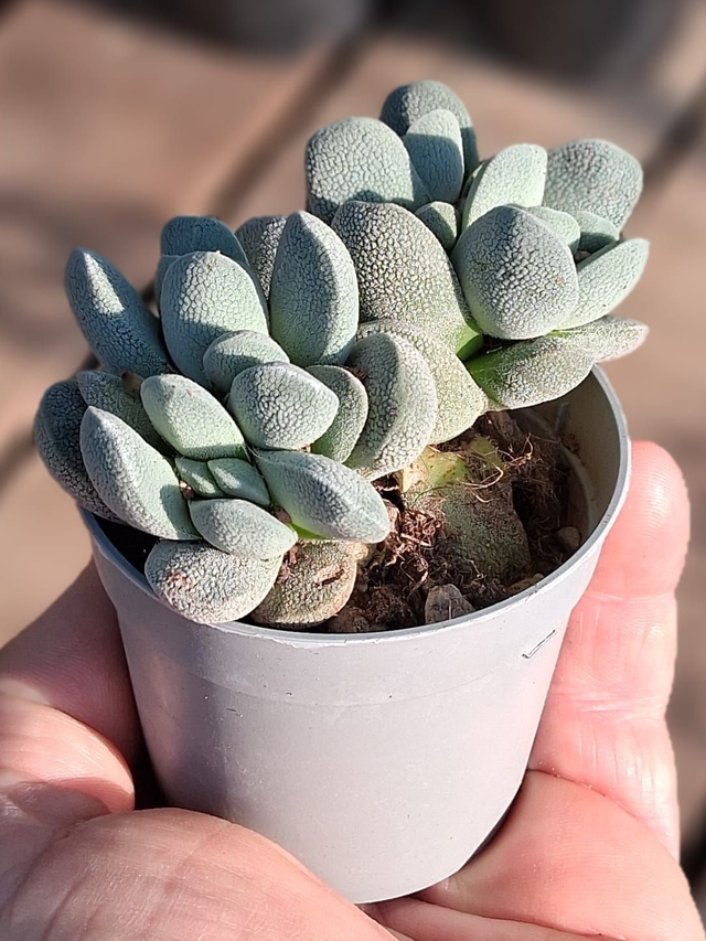 D101 . Crassula tecta