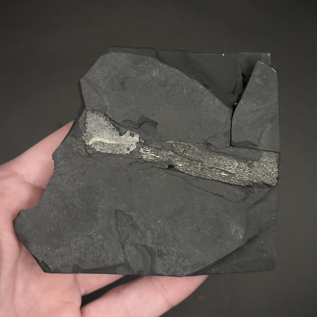 Edestus “Scissor Shark” Jaw Fossil