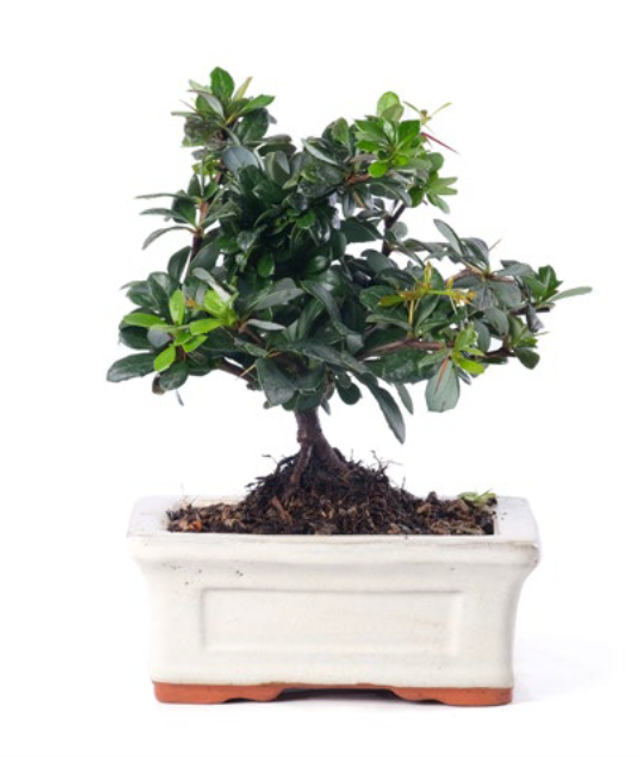 J08 . Berberis a scopa rovesciarta in vaso 15