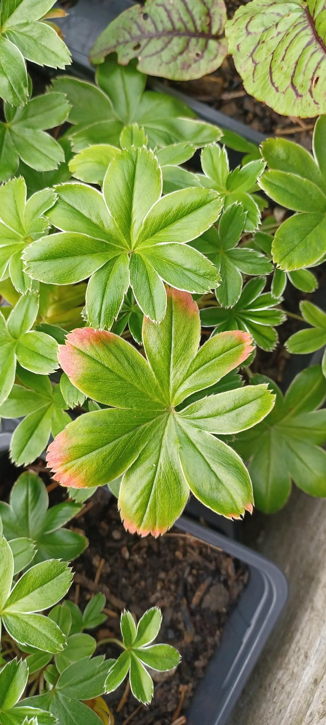 Alchemilla alpina