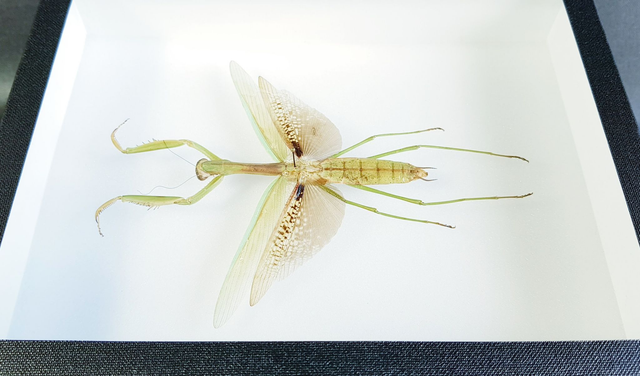 Tenodera aridifolia