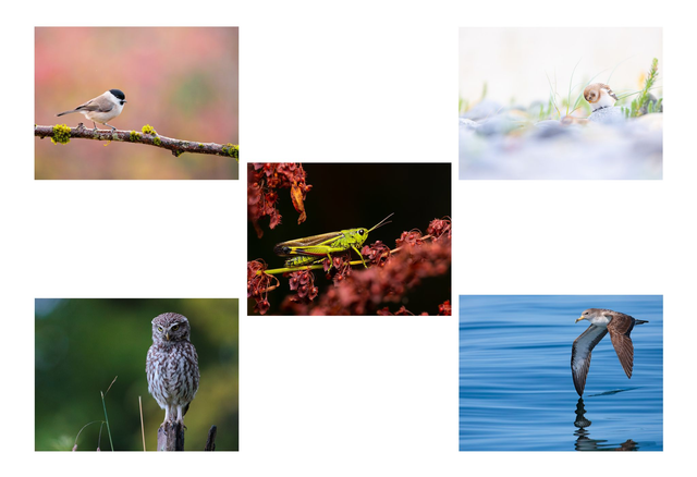 30x40cm sur papier mat 