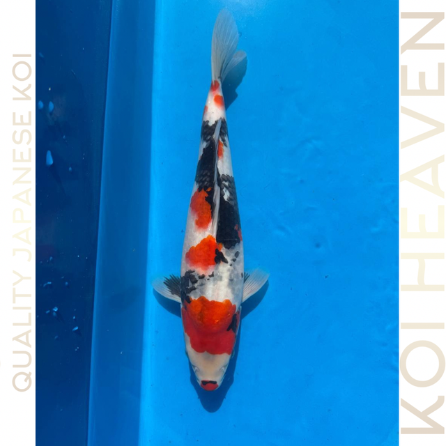 Dainichi Koi Farm       38cm Tosai         Showa