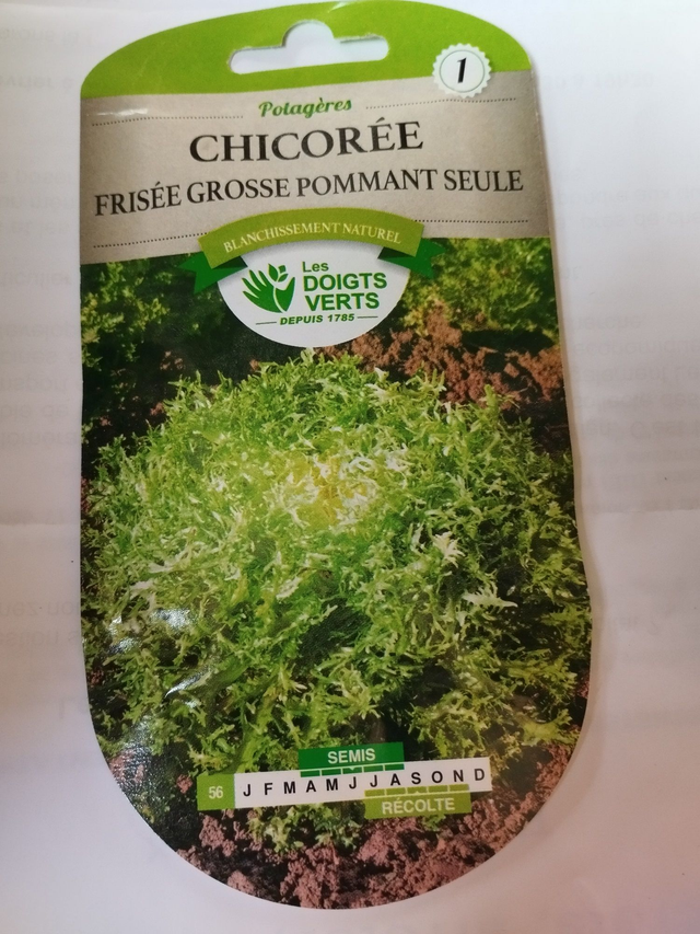 Chicorée Frisée grosse pommant seule