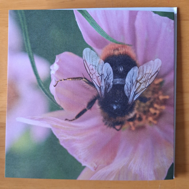 Flower and nature greeting card (with envelope) - Bee on pink flower.